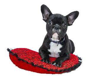 a puppy on a cushion 